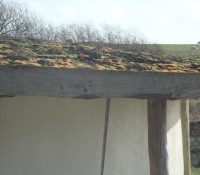 Sedum growing on the roof.  Sheep in next door field.